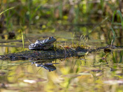 Ribbit reflections