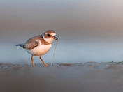 Chincoteague National Wildlife Refuge 