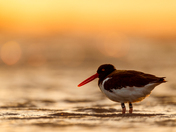 Chincoteague National Wildlife Refuge 