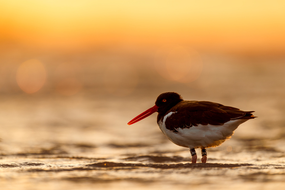 Chincoteague National Wildlife Refuge 