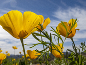 Tonto National Forest