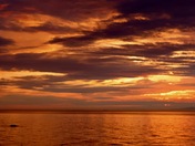 Humpback Whale rising at dawn