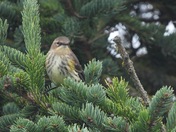 Yellow Rumped Warbler in non-breeding plumage