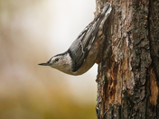 White-breasted Nuthatch