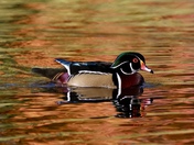 Wood Duck in the fall reflection 