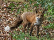 Red Fox 