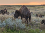 Theodore Roosevelt National Park