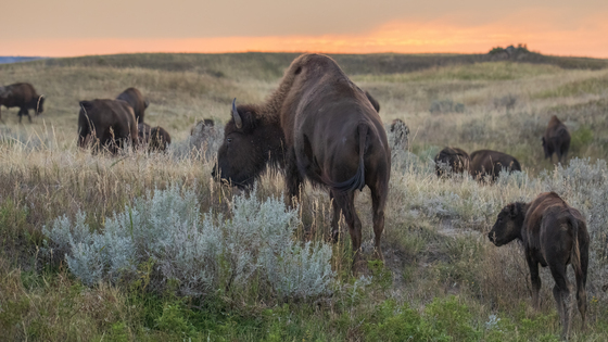 Theodore Roosevelt National Park