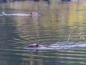 Busy Beavers