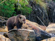 Grizzly COY 