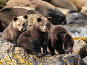 Triplets COY 