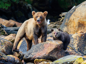 Mom and cub fishing 