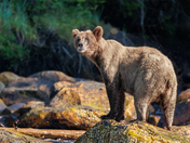 17 year old Grizzly Sow