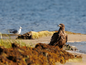 Juvenile Bald Eagle 