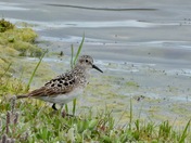 Baird's Sandpiper
