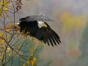 Majestic Take-off 