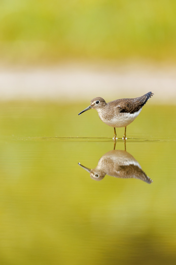 Patuxent Research Refuge