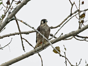 Peregrine Falcon