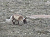 Arctic Fox foraging for Lemmings