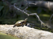 Eastern Midland Turtle