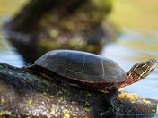 Eastern Midland Turtle