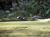 Eastern Midland Turtle