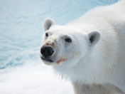 Le regard de l'Arctique