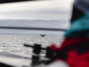 Une apparition furtive