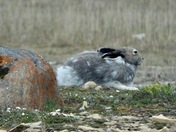 Arctic Hare