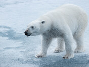 Ours polaire en mouvement