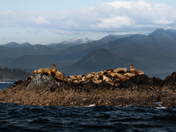 Paradis des lions de mer