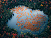 Nature's Palette: Autumn at the Lake!