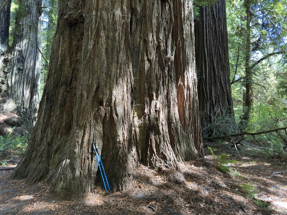 Redwood National Park