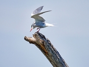 Common Tern