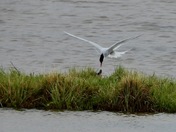 Arctic Tern harassing sitting Female Wood Duck 