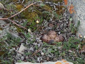 Eggs of Baird's Sandpiper