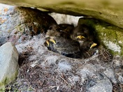 Baird's Sandpiper Nestlings