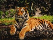 Rajaji Safari Booking