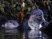 Enjoying the Salmon Run.