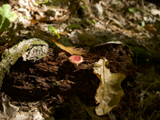 toadstool on a log