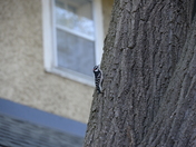 urban woodpecker