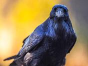 Raven's gaze 