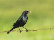 Bear Lake National Wildlife Refuge