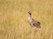 Bear Lake National Wildlife Refuge