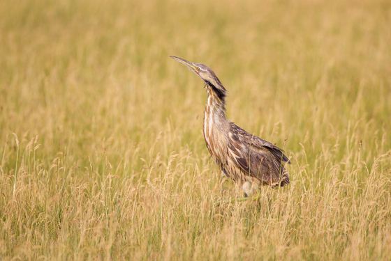 Bear Lake National Wildlife Refuge