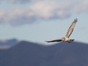 Bear Lake National Wildlife Refuge