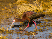 Bear Lake national Wildlife Refuge 