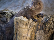 Mink on the lookout
