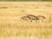 Bear Lake National Wildlife Refuge