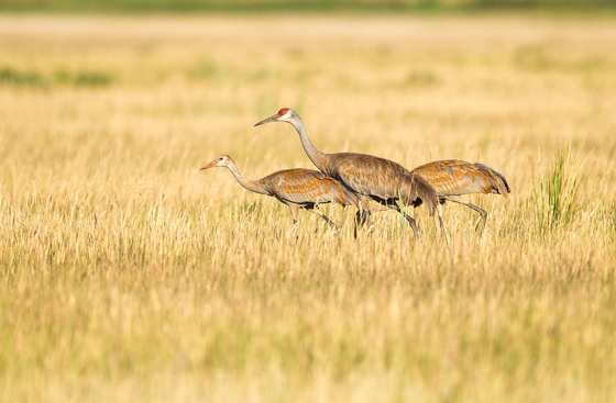 Bear Lake National Wildlife Refuge